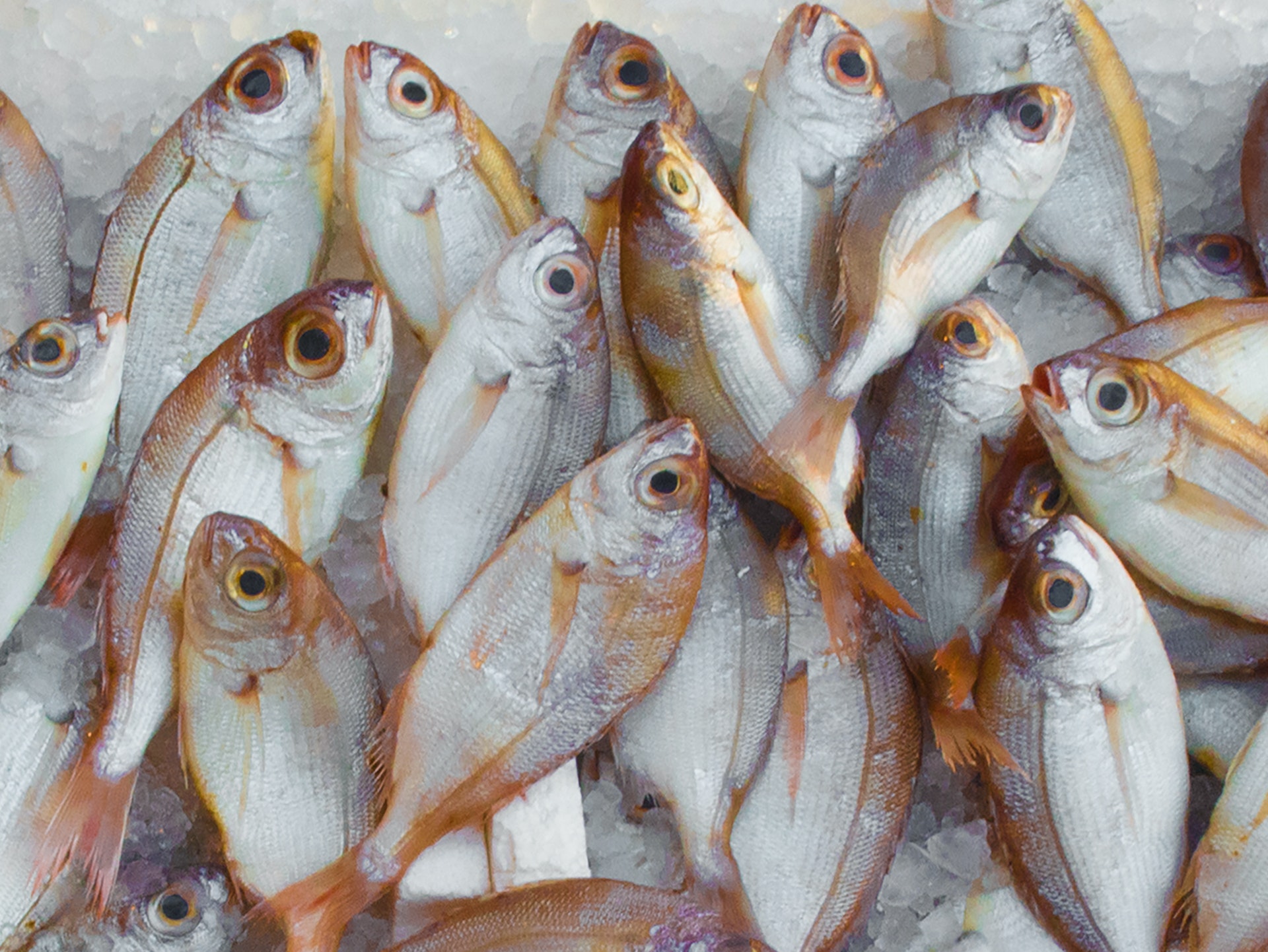 Can People with Kidney Disease Eat Fish