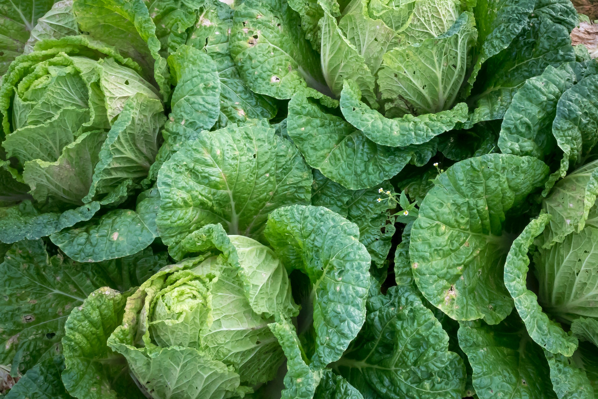 how to cook cabbage for ckd patients