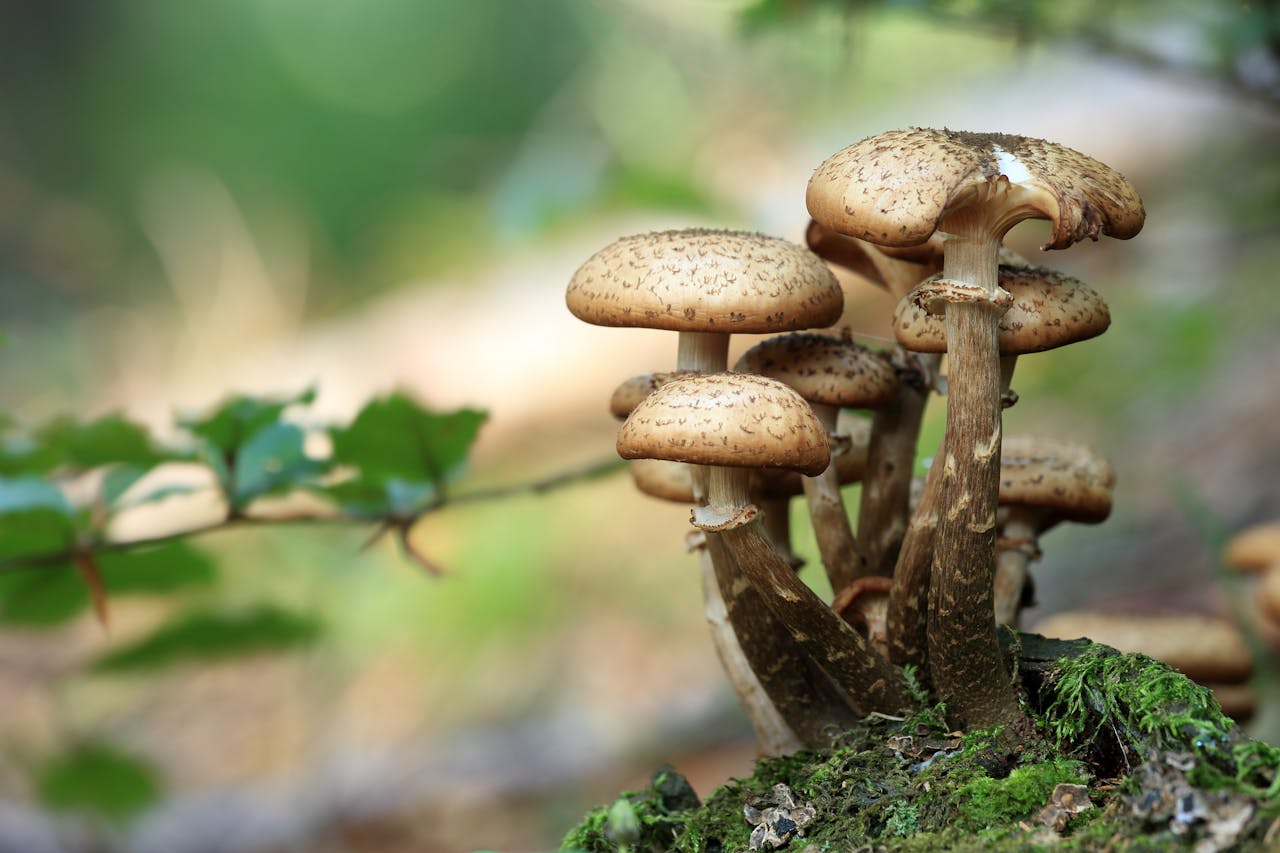 how to improve kidney filtration rate naturally without dialysis