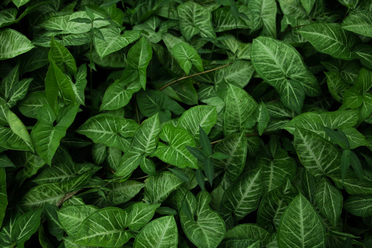 natural supplements to help kidney disease progression