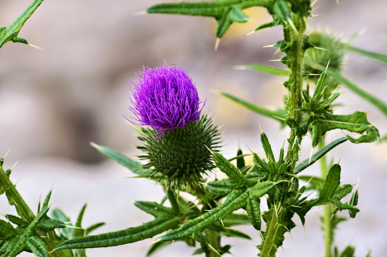Chronic kidney disease holistic treatment