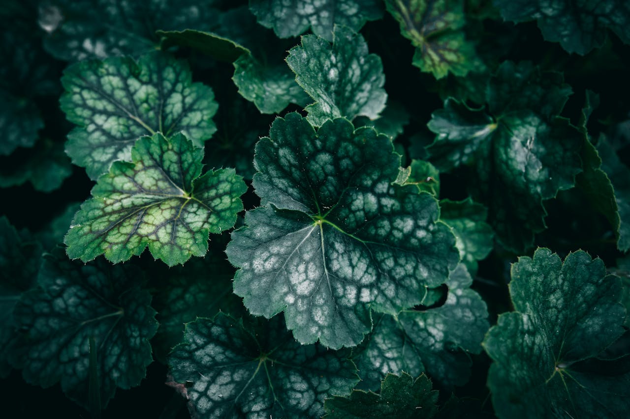 natural treatment for early-stage chronic kidney disease