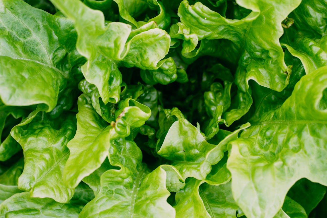 plant-based diet for kidney disease course